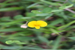 Crotalaria filipes